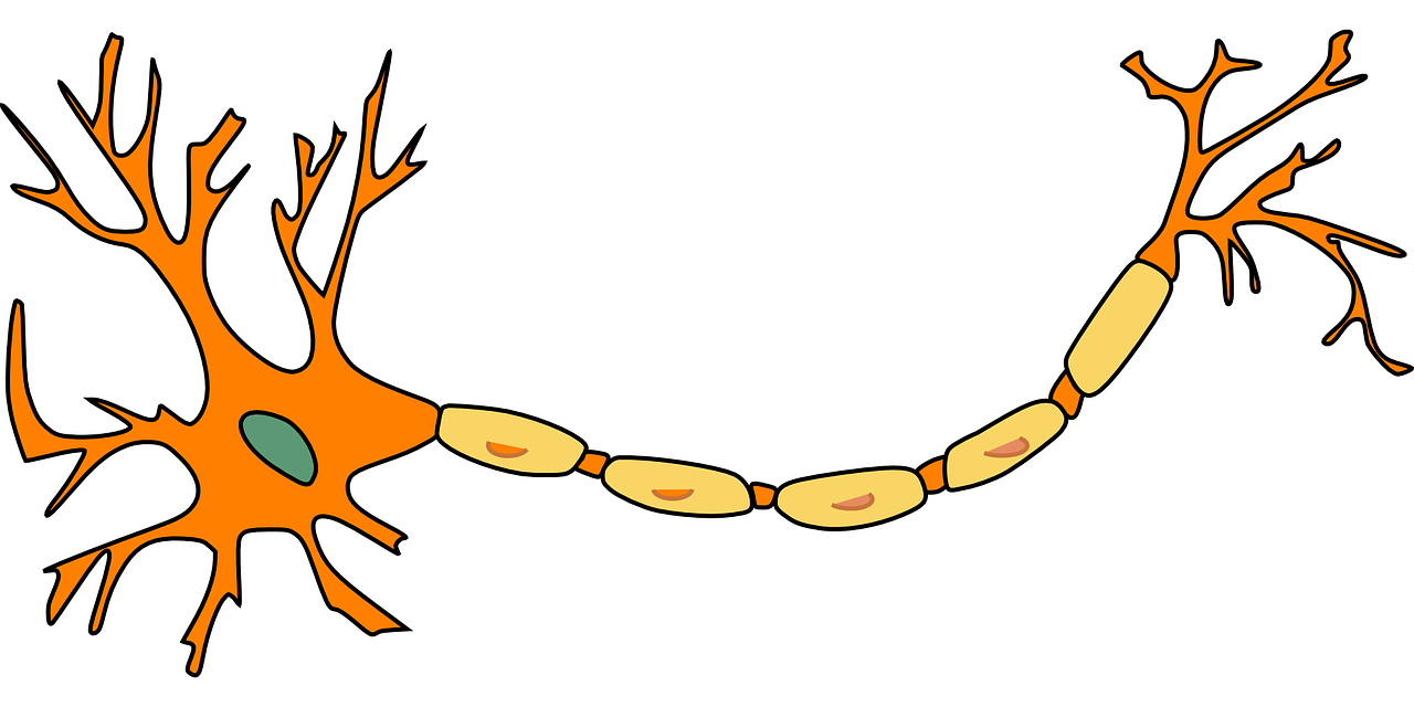 picture of neuron